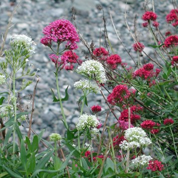 The three colour variations of Ceranthus Ruber growing closely together on rocky ground