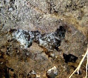 Black Ant nest under a stone, disturbed. Ant larvae and pupae visible as the workers rush to take them to safety.