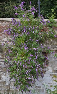 Buddleja davidii growing out of a wall