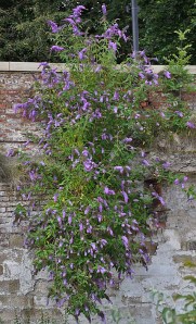 Buddleja davidii growing out of a wall