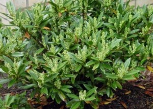 Cherry Laurel bush with flowering spikes in early stage