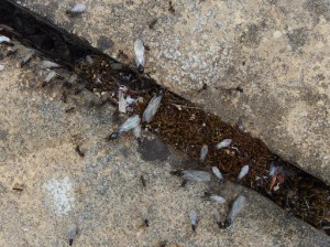 Black ants, emerging from under their nest. The larger winged ones are fertile and, if they survive, future queens. The winged males are much smaller and all are doomed.