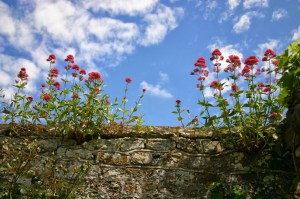 Red Valerian growing on top of a wall