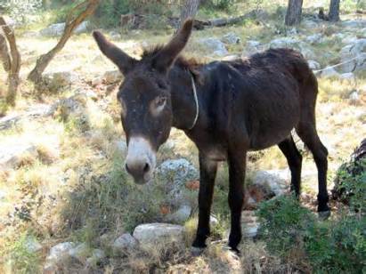 Donkey