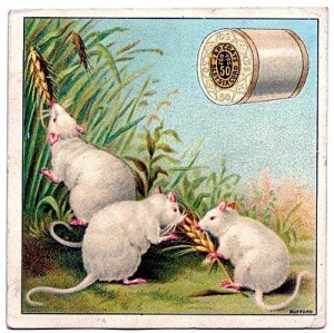 Some of Al's mice before they discovered the beer can