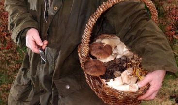 Display of edible fungi from the New Forest, England, showing the conservation-friendly collecting basked and knife