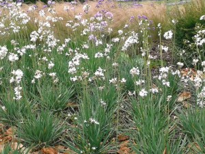 White Purple Flowers Grass close