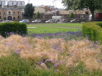 Grass Blue Flowers Close