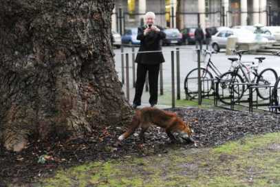 Fox in Leinster House car park in the winter of 2013 (Source: Sasko Lazarov via Photocall Ireland, reproduced in Journal.ie)