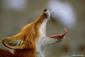 Vixen screaming (sourced on Internet)