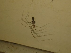 Short-Bodied Cellar Spider in Bathroom (Flash Photo: D.Breatnach)