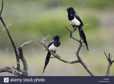 pair-magpies-tree-branches