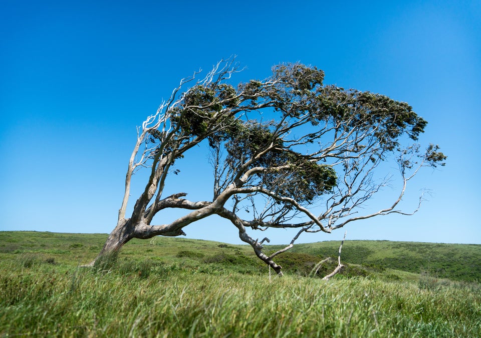 Tree Bent by Wind in Grass